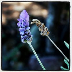 Close-up of purple flower