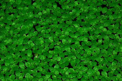 Green duckweed on the water surface