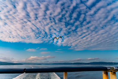 Seagulls flying over sea against sky