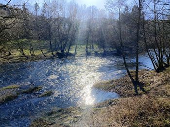 Scenic view of river stream amidst trees in forest