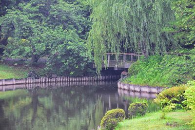 Bridge over lake in forest