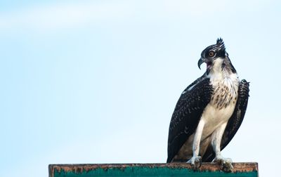 Low angle view of osprey perching on wooden post against sky