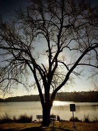 Bare trees on lakeshore