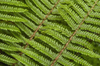 Green fern plants in nature. fern plants in the forest. fresh green tropical foliage. background