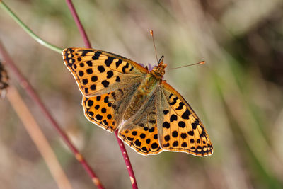 Butterfly pollinating flower