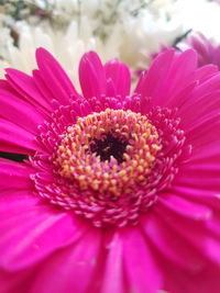 Close-up of pink daisy flower