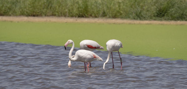 View of birds in lake