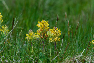 Close-up of yellow flowering plant on field
