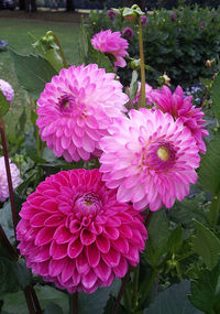 Close-up of pink flowers