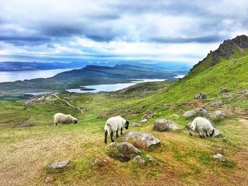 Sheep grazing in a field