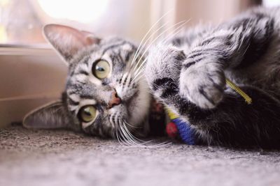 Close-up portrait of cat