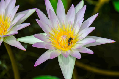 The bee is in the lotus flower.