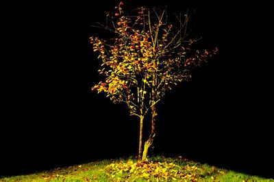 Close-up of illuminated tree at night