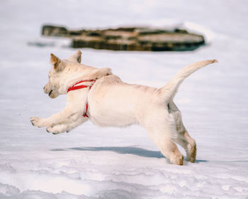 Dog on snow