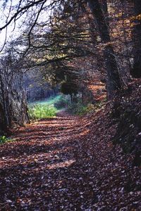 Road passing through forest