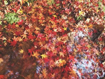 Full frame shot of leaves