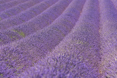 Full frame shot of agricultural field