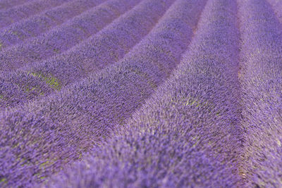 Scenic view of lavender field in provence south of france in summer