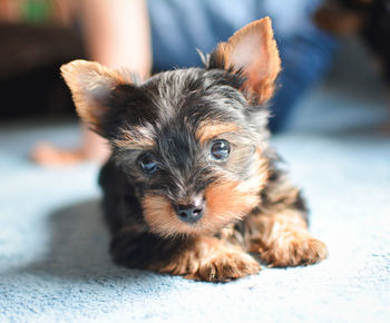 Portrait of cute puppy relaxing on floor