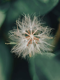Close-up of dandelion on plant