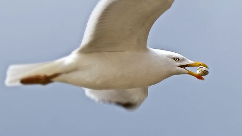 Low angle view of seagull carrying food in mouth against sky