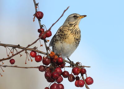 Low angle view of bird perching on tree