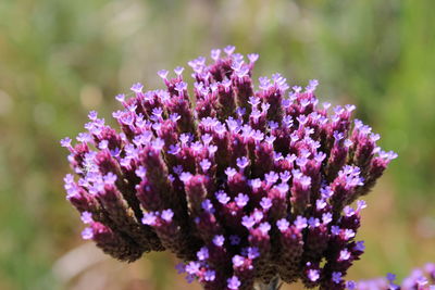 Close-up of pink flowers