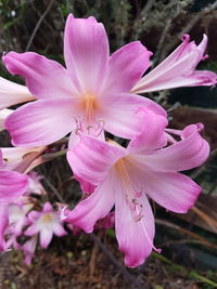 Close-up of pink flowers blooming outdoors