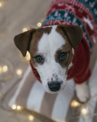 Close-up portrait of dog