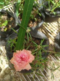 High angle view of pink flowering plant