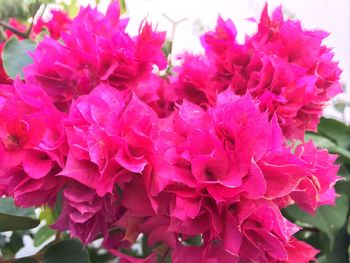 Close-up of pink flowers blooming outdoors