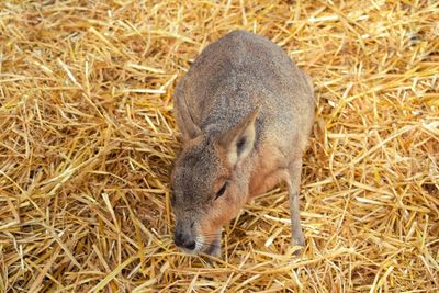 High angle view of rabbit on hay