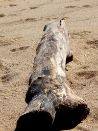 High angle view of horse on sand