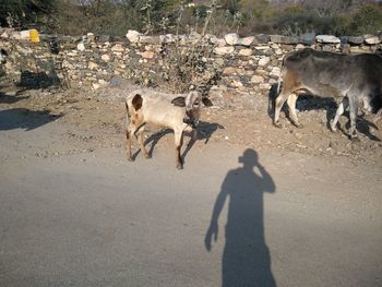 Shadow of horse standing on ground