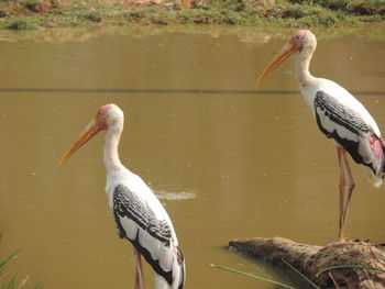 Close-up of pelican on water