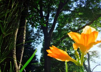 Close-up of orange flower blooming on tree against sky