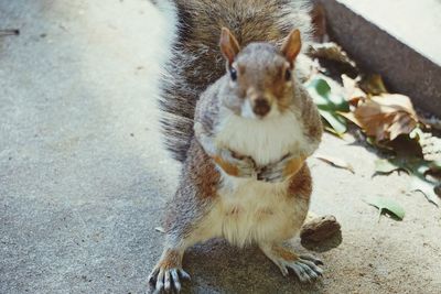 High angle portrait of squirrel on concrete