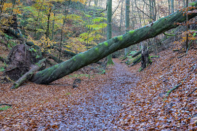 Sunlight falling on tree trunk in forest