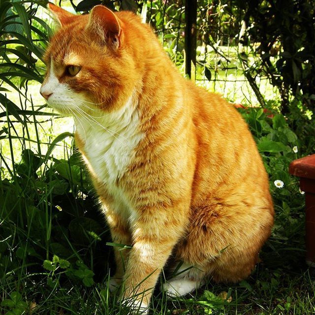 animal themes, one animal, mammal, domestic cat, pets, domestic animals, feline, cat, whisker, plant, looking away, sitting, close-up, grass, relaxation, no people, nature, outdoors, brown, front or back yard