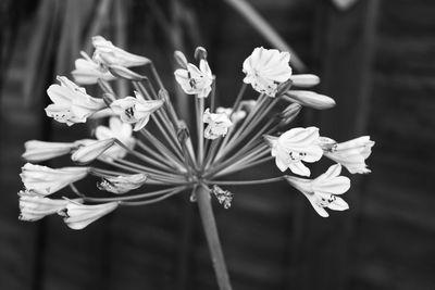 Close-up of white flowers blooming outdoors