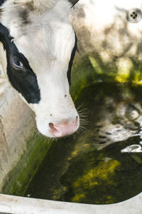 High angle view of animal drinking water