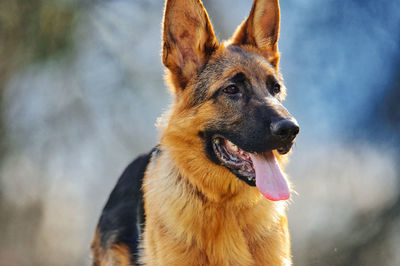 Close-up of a dog looking away