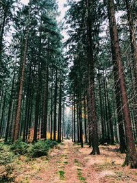 Trees in forest