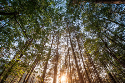 Low angle view of bamboo trees in forest