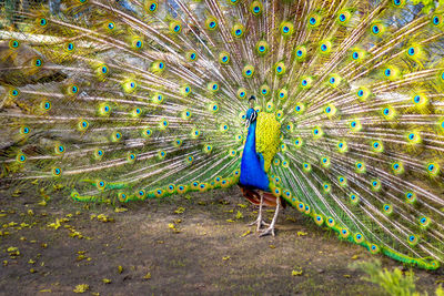 Peacock opened its multicolored tail like fan. beautiful plumage of male peacock in mating season