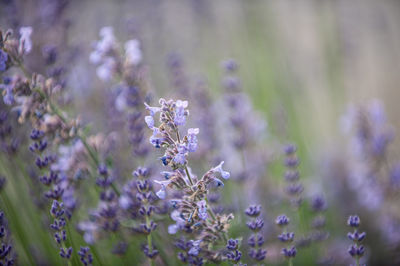 Close-up of purple flowering plants on field