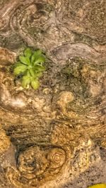 High angle view of plant growing in water