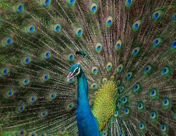 Peacock dancing in the wild