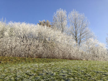 Bare trees on field against clear sky