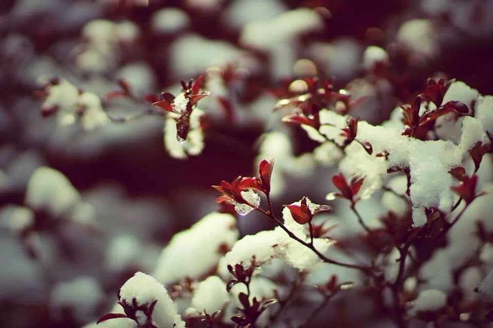 flower, freshness, growth, fragility, branch, beauty in nature, cherry blossom, focus on foreground, nature, close-up, petal, tree, cherry tree, blossom, twig, in bloom, selective focus, blooming, white color, springtime